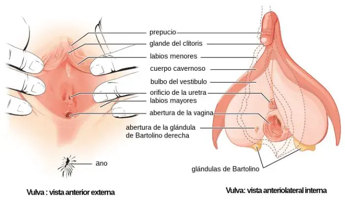 Anatomía del clitoris
